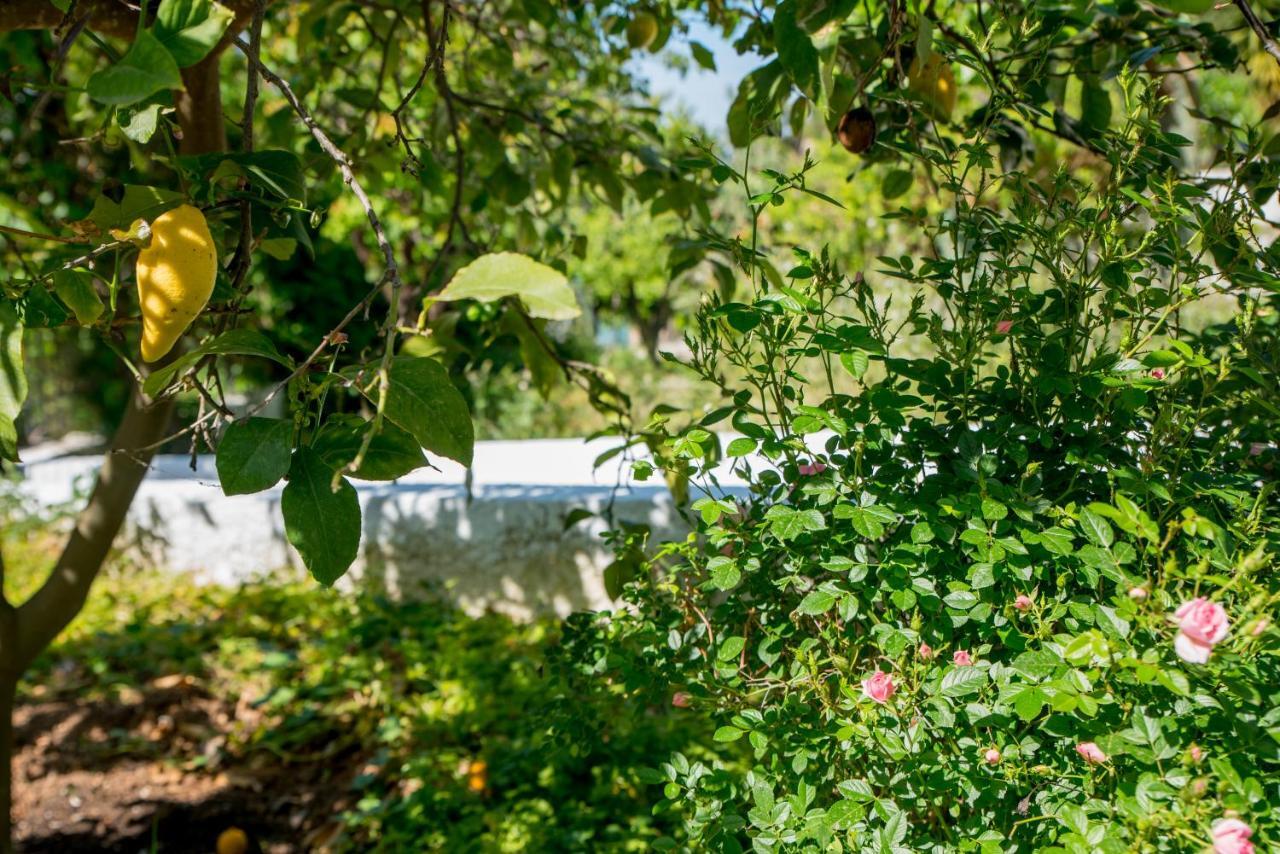 Iliochari Sea View Apartments Oropos - Kalamos Εξωτερικό φωτογραφία